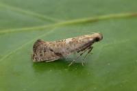 Acrolepiopsis marcidella
