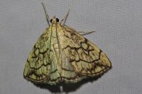 Evergestis pallidata