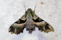 Proserpinus proserpina