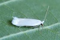 Opostega salaciella