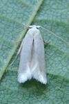 Opostega salaciella