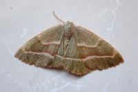 Hylaea fasciaria