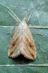 Evergestis forficalis
