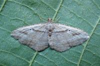 Costaconvexa polygrammata