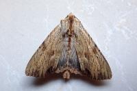 Apamea lithoxylaea