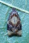 Ditula angustiorana