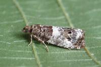 Notocelia trimaculana