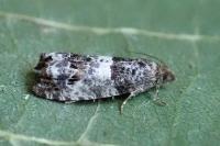 Notocelia trimaculana
