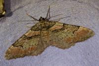 Catarhoe rubidata