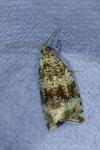 Celypha lacunana
