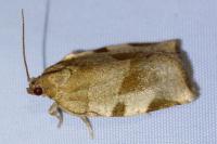 Choristoneura hebenstreitella