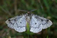 Cleorodes lichenaria