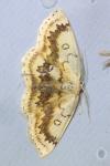 Cyclophora annularia