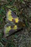 Diachrysia chrysitis/stenochrysis