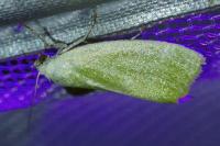 Earias clorana