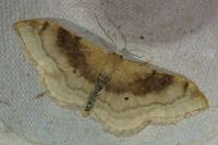 Idaea degeneraria
