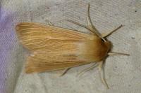 Mythimna pallens