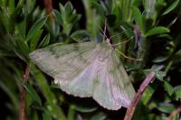 Pseudoterpna pruinata