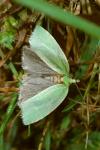 Tortrix viridana