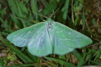 Thetidia smaragdaria