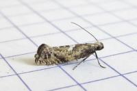 Acrolepiopsis marcidella