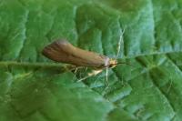 Crassa unitella