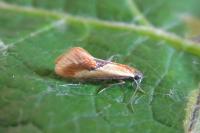Batia lunaris
