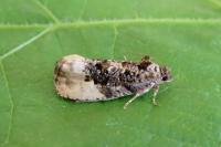 Hedya nubiferana