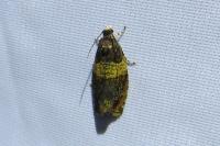 Celypha aurofasciana