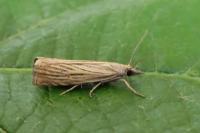 Chrysoteuchia culmella