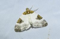 Plemyria rubiginata