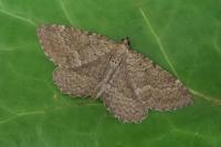 Philereme vetulata