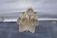 Stauropus fagi