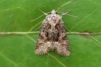 Oligia strigilis