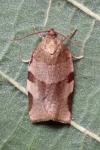 Choristoneura hebenstreitella