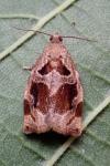 Archips crataegana