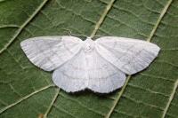 Cabera pusaria