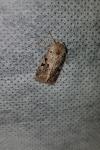 Orthosia gothica