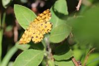 Pseudopanthera macularia