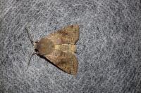 Orthosia incerta