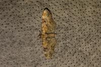 Eupithecia pulchellata