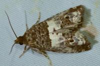 Notocelia trimaculana