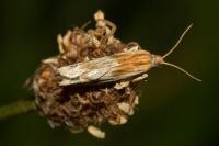 Eucosma cana