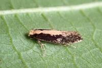 Monopis crocicapitella