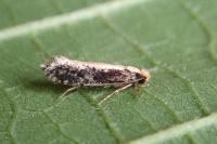 Monopis crocicapitella