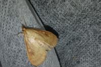 Ostrinia nubilalis/scapulalis