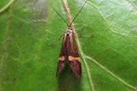 Nemophora degeerella