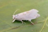 Niphonympha dealbatella