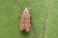 Pseudotelphusa paripunctella
