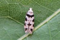 Pseudotelphusa scalella